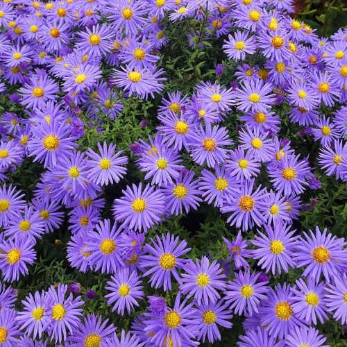 Violet flowers with buds, yellow center, green leaves and stems.