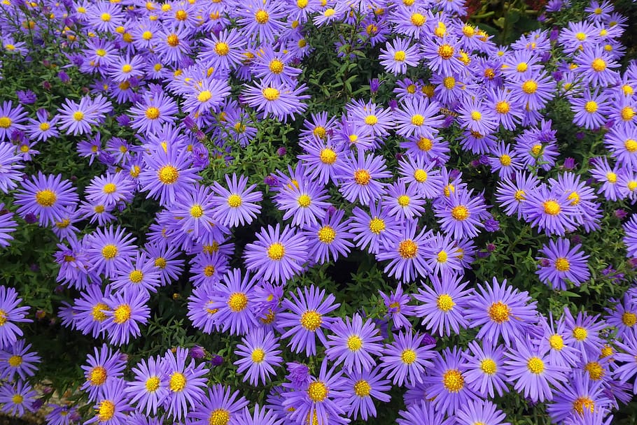 Violet flowers with buds, yellow center, green leaves and stems.