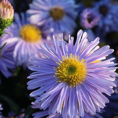 Violet flower with yellow anthers