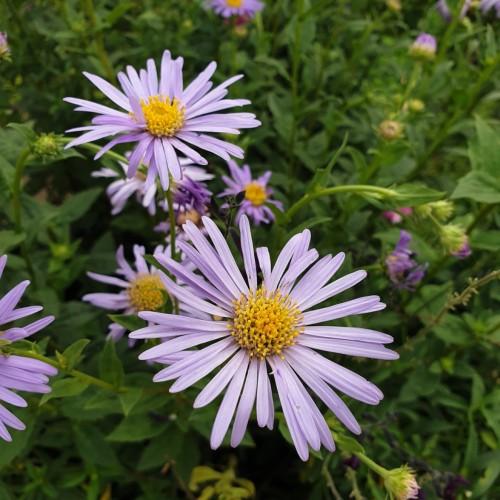Lavender flower with yellow anthers, lime buds, stems and green leaves.