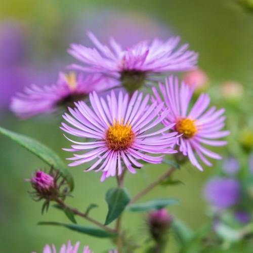 Lavender-pink flowers with yellow stamens, and green leaves on purple stems.
