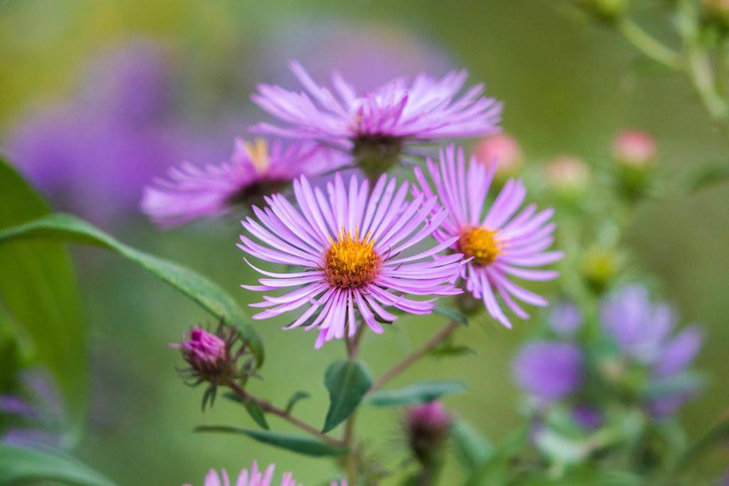 Lavender-pink flowers with yellow stamens, and green leaves on purple stems.