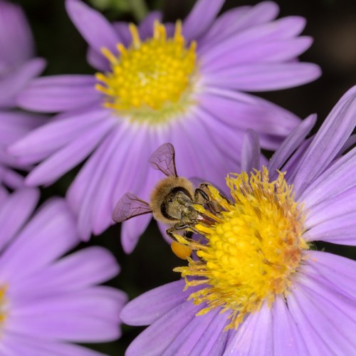 Violet flower with yellow center, yellow anthers and yellow-brown filaments.