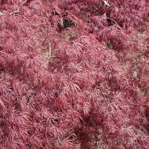 pink leaves with white branches