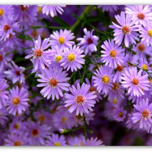 Lavender-blue flowers with yellow stamens, blooming on green stems