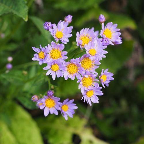 Blue-violet flowers with yellow stamens arranged with a green leaves on green stem.