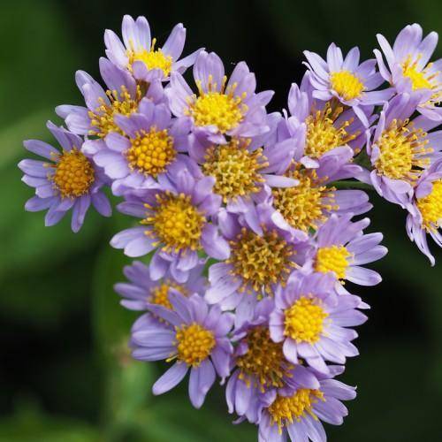 Violet-blue flowers with yellow anthers on green stem.