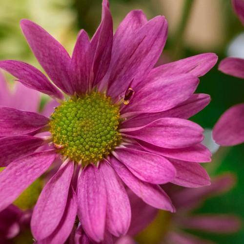 Pink flower with yellow-green stamens.
