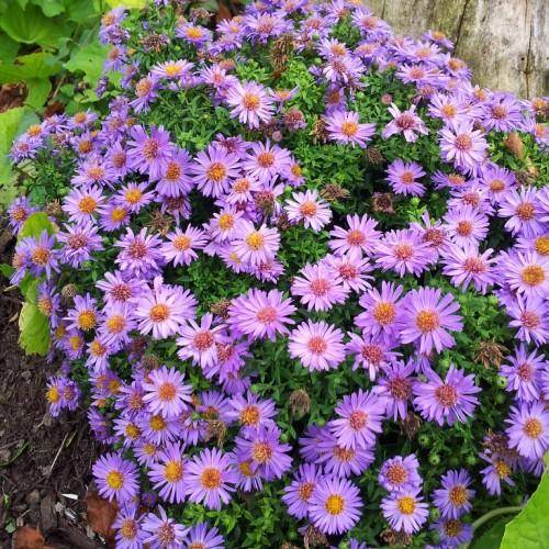 Purple-white flowers with yellow-orange-pink stamens and purple petals on green stems with green leaves.