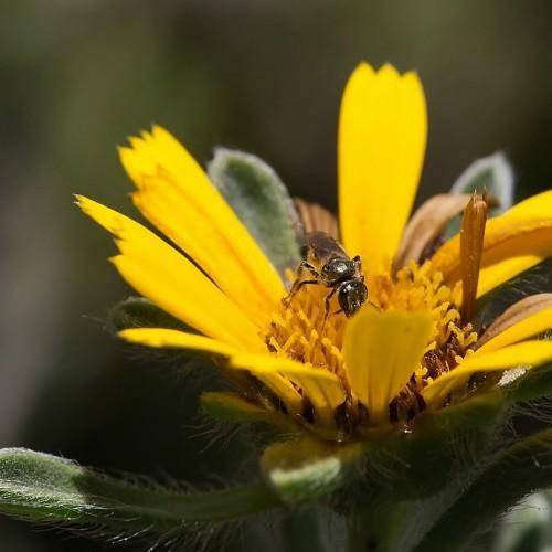 Yellow flower with a dark-yellow anthers and  green leaves. 