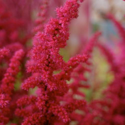 pink-red flowers