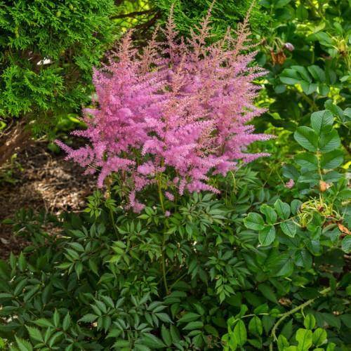pink flowers on green stems, above deep-green leaves.
