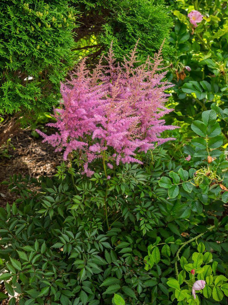 pink flowers on green stems, above deep-green leaves.