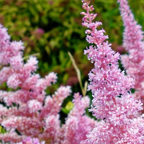 Pink-white flowers with pink pedicel.