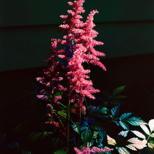 Magenta-pink flowers with green pedicel.