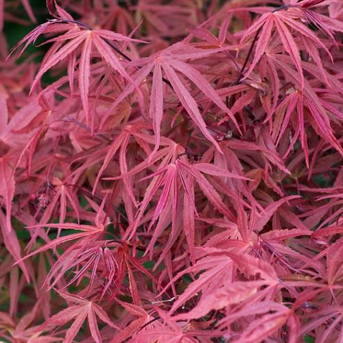 Dark-pink leaves with petiole and dark-pink stems.
