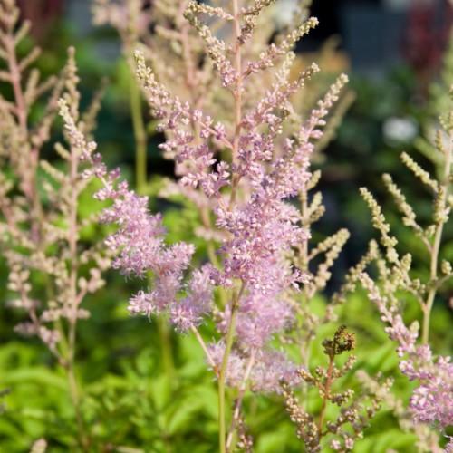 Lavender-white flower with pink-lime stems, off-white buds