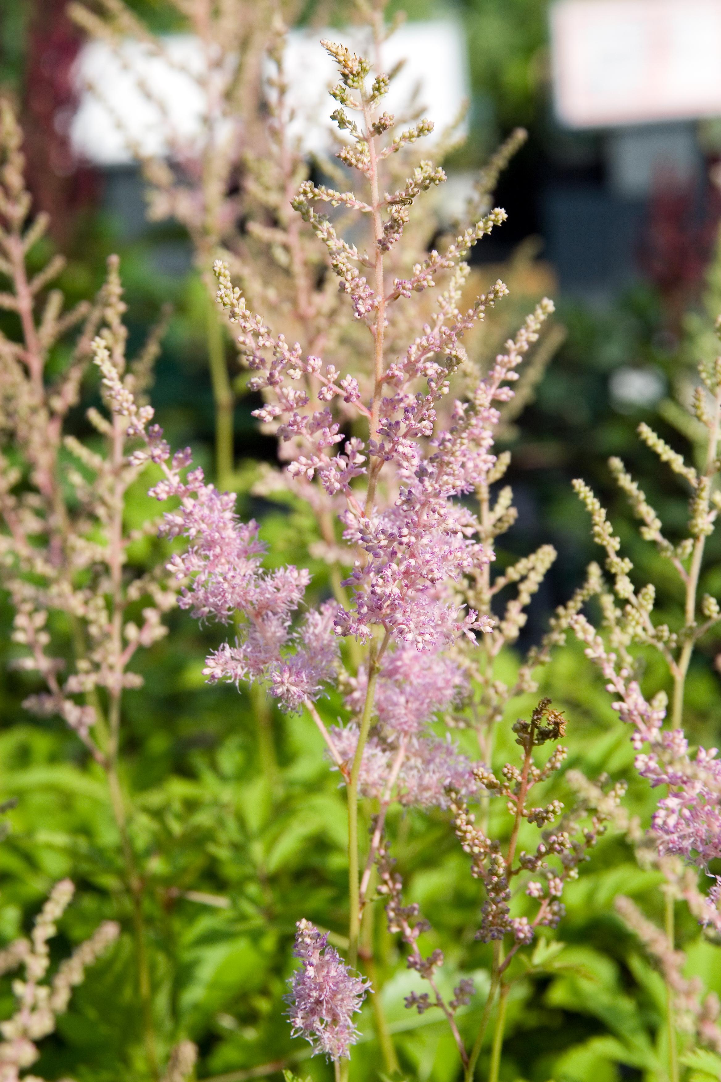 Lavender-white flower with pink-lime stems, off-white buds