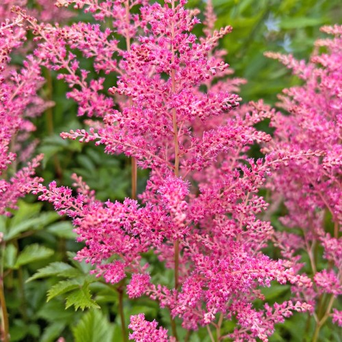 Magenta-pink flowers with buds, pink pedicel and light-maroon stems.