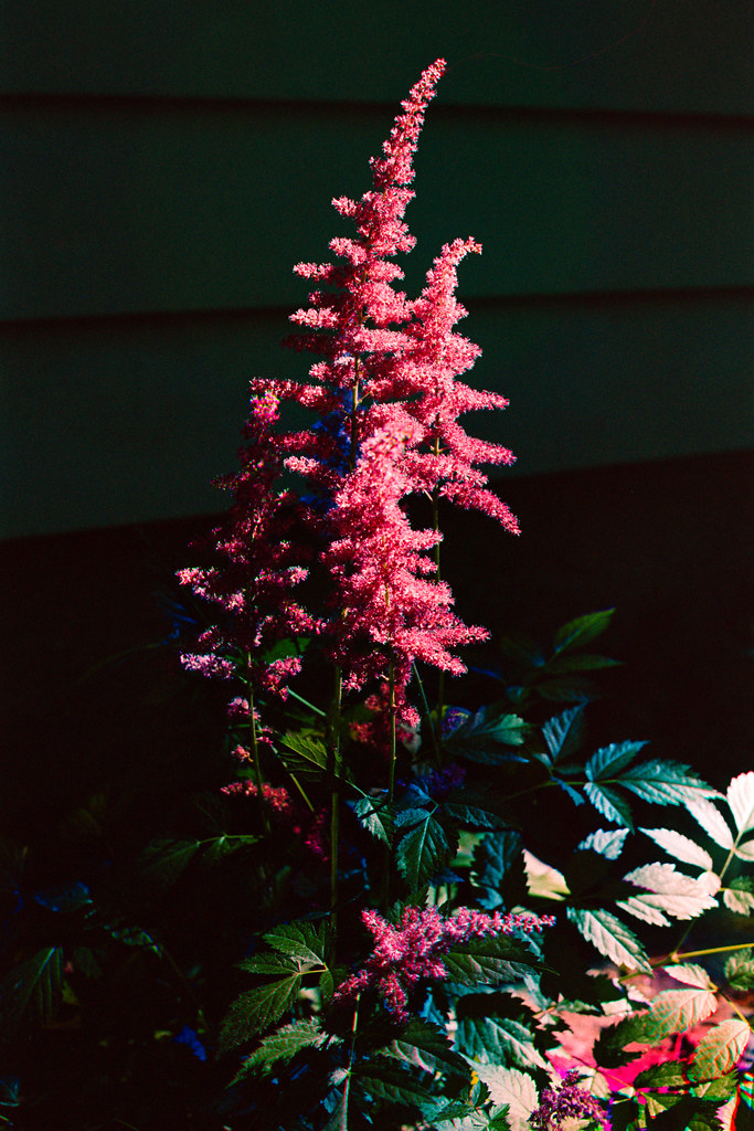 Pink flowers densely packed along  dark-green stems and green leaves.