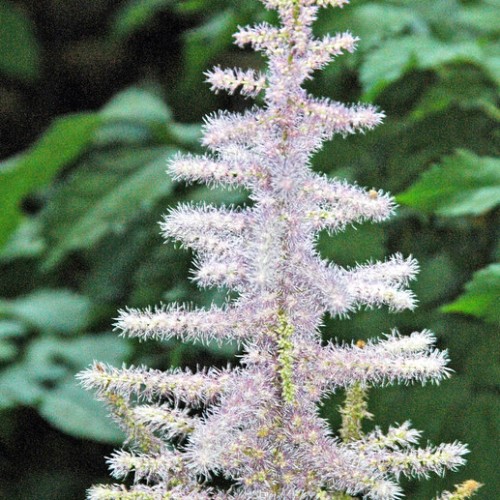 White-lavender flowers with lime-yellow buds.