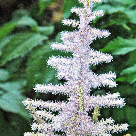 White-lavender flowers with lime-yellow buds.
