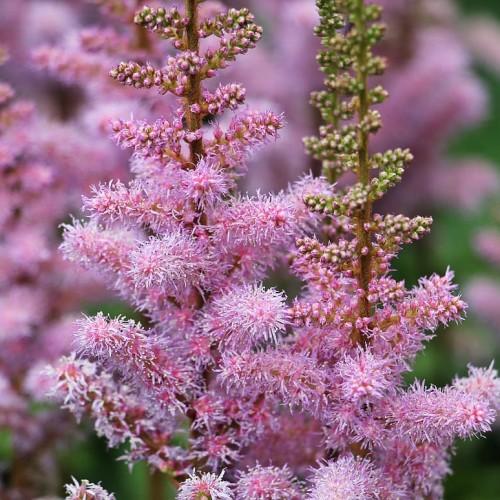 Magenta-lavender flower with lavender-green buds, orange stems