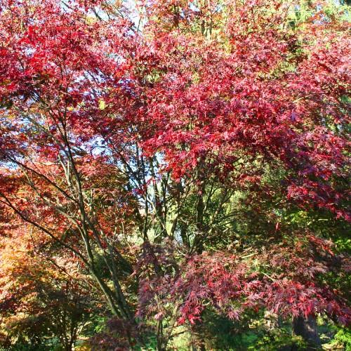 pink-green leaves with green branches