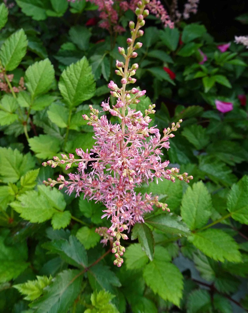 Pink flowers on pink-green stems above green  leaves.