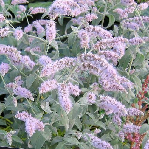 green-gray foliage and plumes of tiny pink-lavender-white flowers on silver-green stalks.