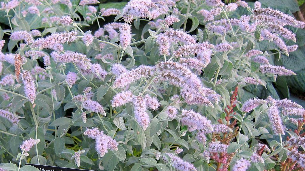 green-gray foliage and plumes of tiny pink-lavender-white flowers on silver-green stalks.