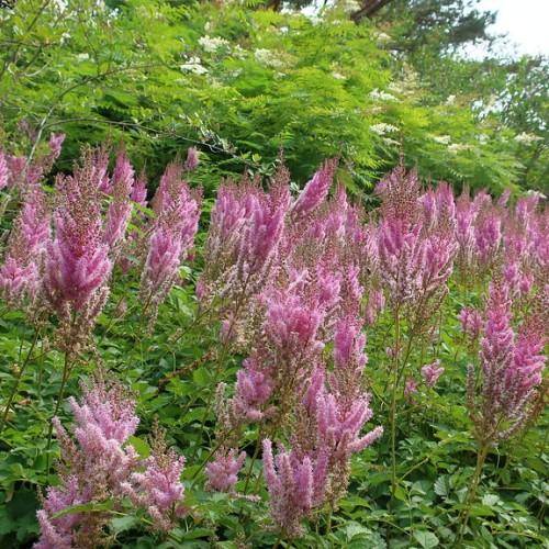 Dark-pink flowers arranged on brown-green stems rising above a bed of lush green leaves.