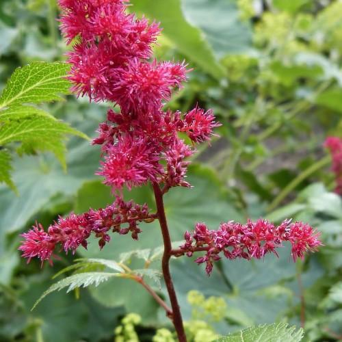 Magenta flower and buds, magenta stems green leaves and lime-burgundy petiole.