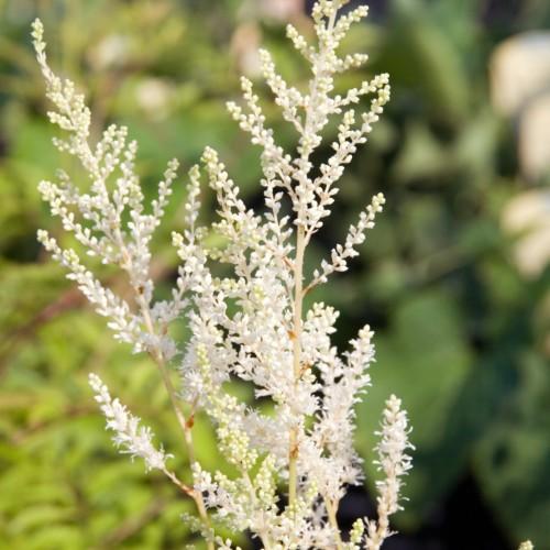 White flower with buds and off-white stems.