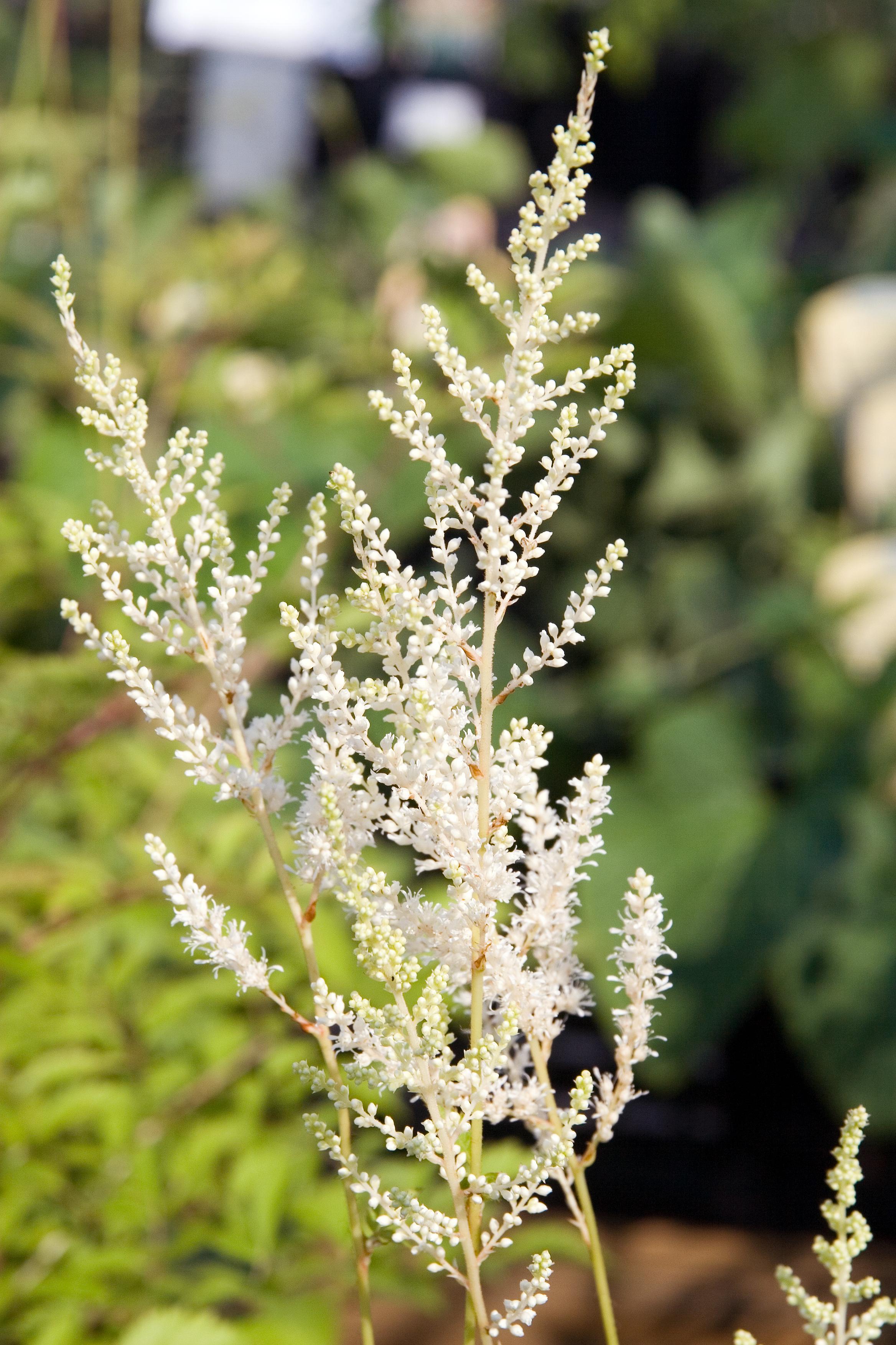 White flower with buds and off-white stems.