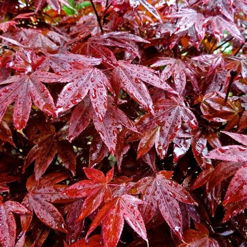 Tree with burgundy-orange leaves backed by tiny brown stems.