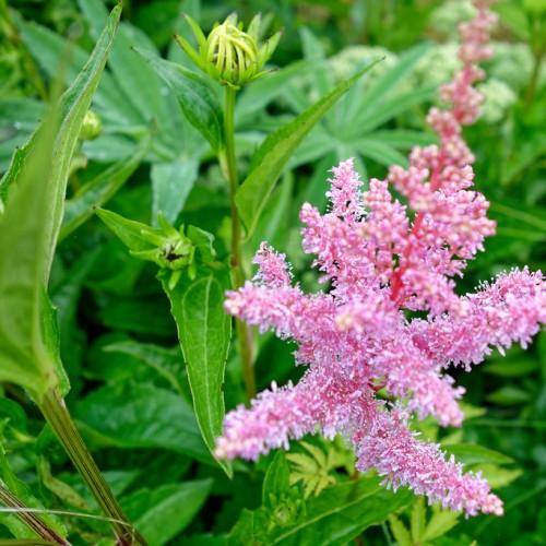 Brown-green stalks with pink-white flowers and green leaves