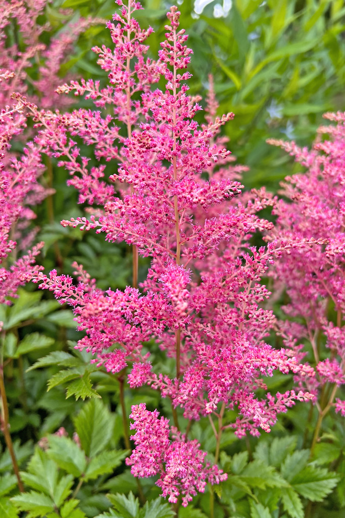 Pink flowers on red-green stems above green foliage.