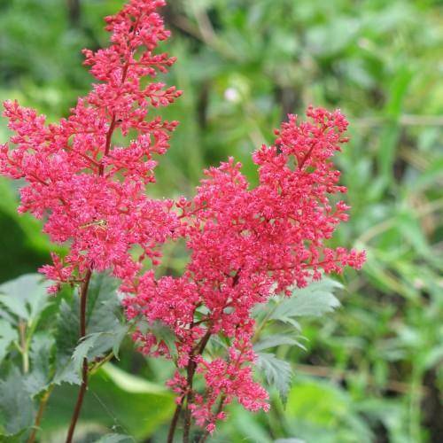 Deep-red-pink flower on a upright red stems with green leaves.