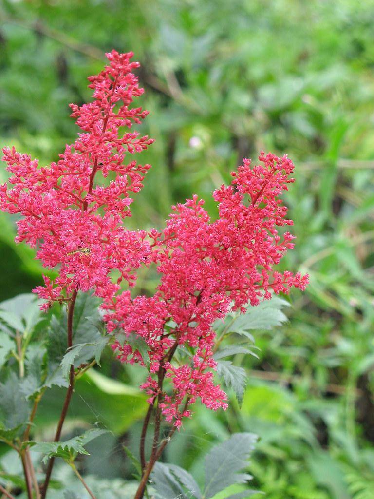 Deep-red-pink flower on a upright red stems with green leaves.