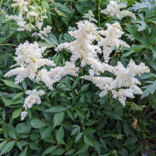 Green stem with fluffy white flowers with dark-green leaves in the background.