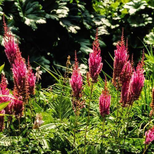 Pink flowers with green stalk and stem and green leaves at the base.
