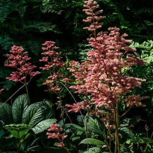 Deep pink flowers on a red-green stem against dark-green leaves.