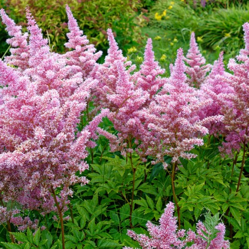 Pink-white flowers, brown pedicel and stem, green leaves, yellow midrib, veins and blades.