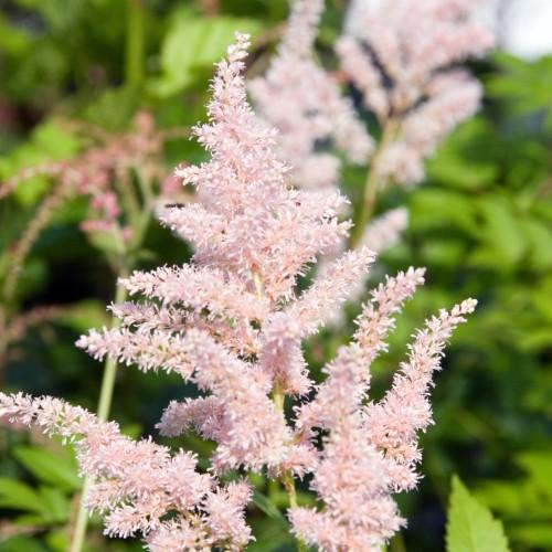 Light-pink flowers with lime-yellow stems.
