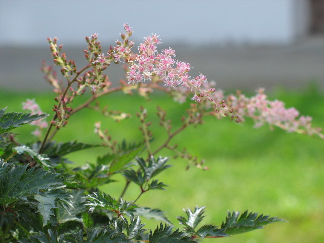 Light-pink flowers on maroon-green stems and green leaves.