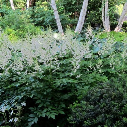 White flowers on green stalks, emerging from green foliage and a white barks behind.