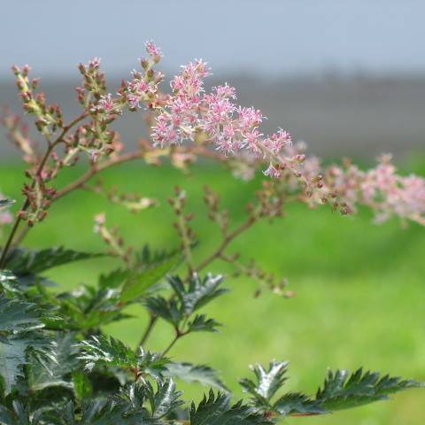 Light-pink flowers on maroon-green stems and green leaves.