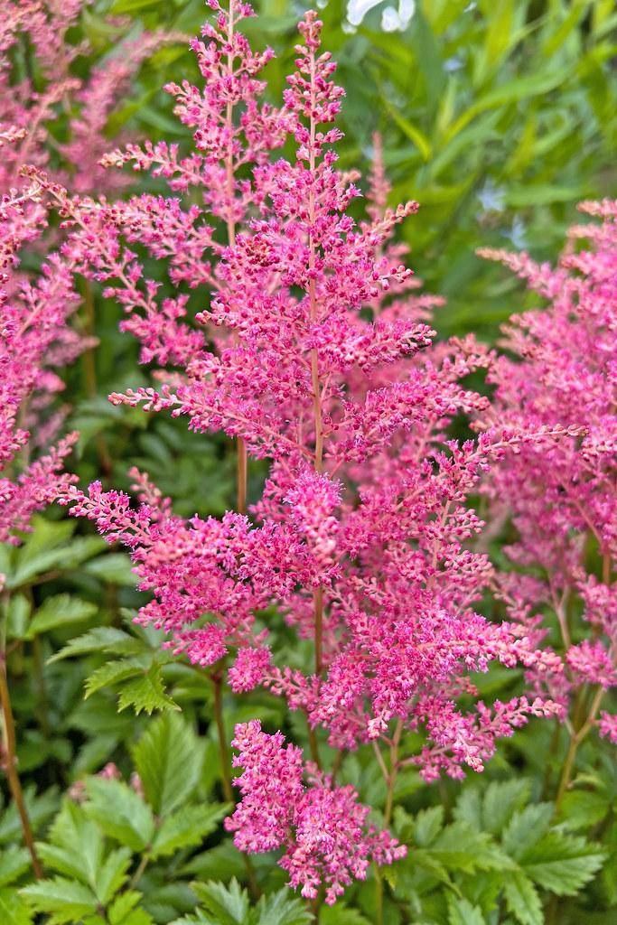 Pink flowers on red-green stems above green foliage.