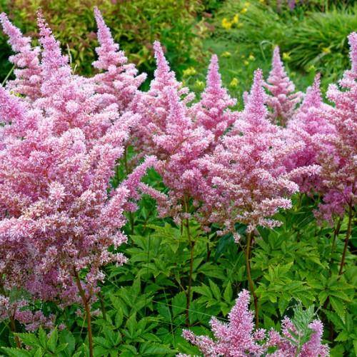 Pink flowers on red stems with green leaves.